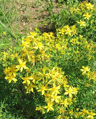 bouquet-millepertuis