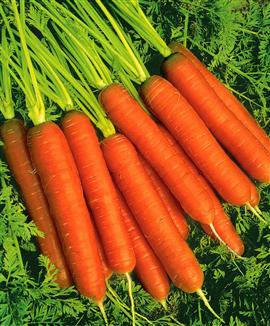 carottes