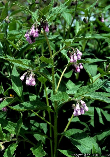 fleur-de-consoude