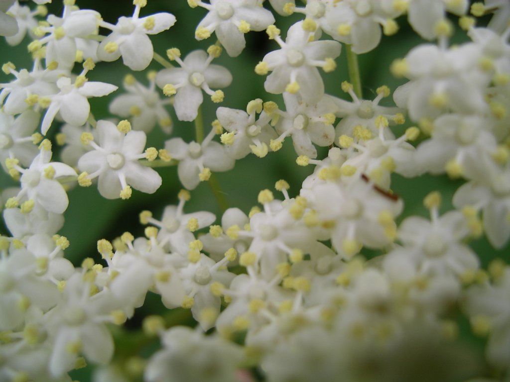 fleur-de-sureau-macro