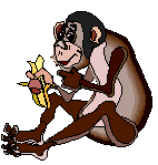 singes-bananes-bio
