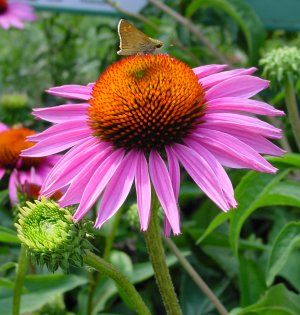 echinacea-purpurea